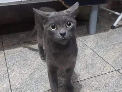 Gato raça SRD-ViraLata idade 7 a 11 meses nome 4 Gatos Urgente