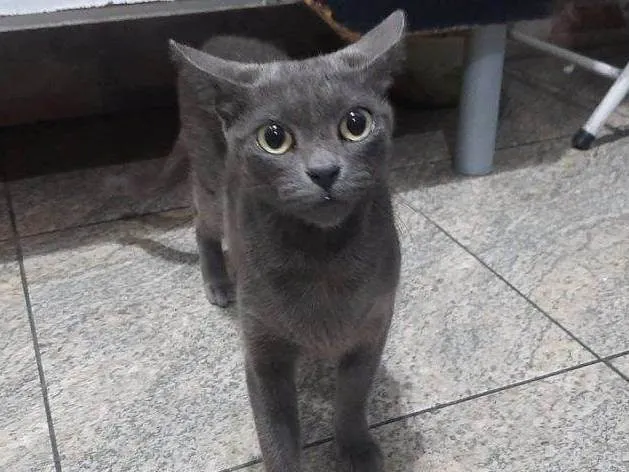 Gato ra a SRD-ViraLata idade 7 a 11 meses nome 4 Gatos Urgente