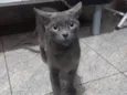 4 Gatos Urgente
