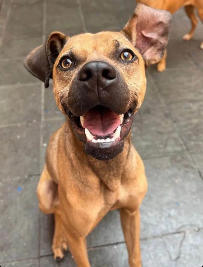 Cachorro ra a SRD-ViraLata idade 7 a 11 meses nome Adoção Urgente