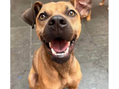 Cachorro raça SRD-ViraLata idade 7 a 11 meses nome Adoção Urgente