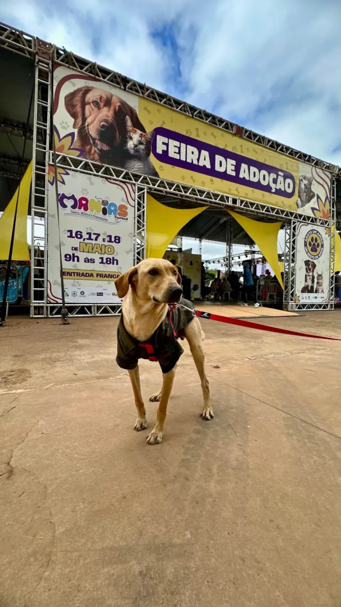 Cachorro ra a SRD-ViraLata idade 1 ano nome Caramelo