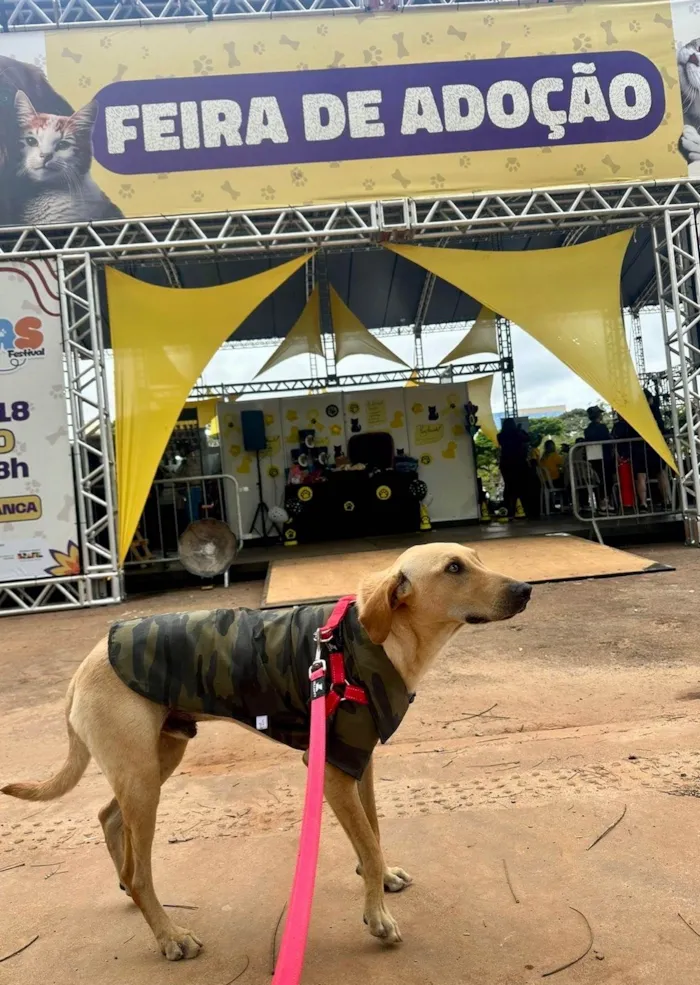 Cachorro ra a SRD-ViraLata idade 1 ano nome Caramelo
