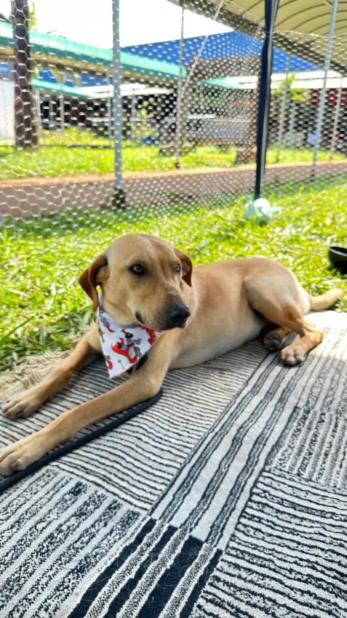 Cachorro ra a SRD-ViraLata idade 1 ano nome Caramelo