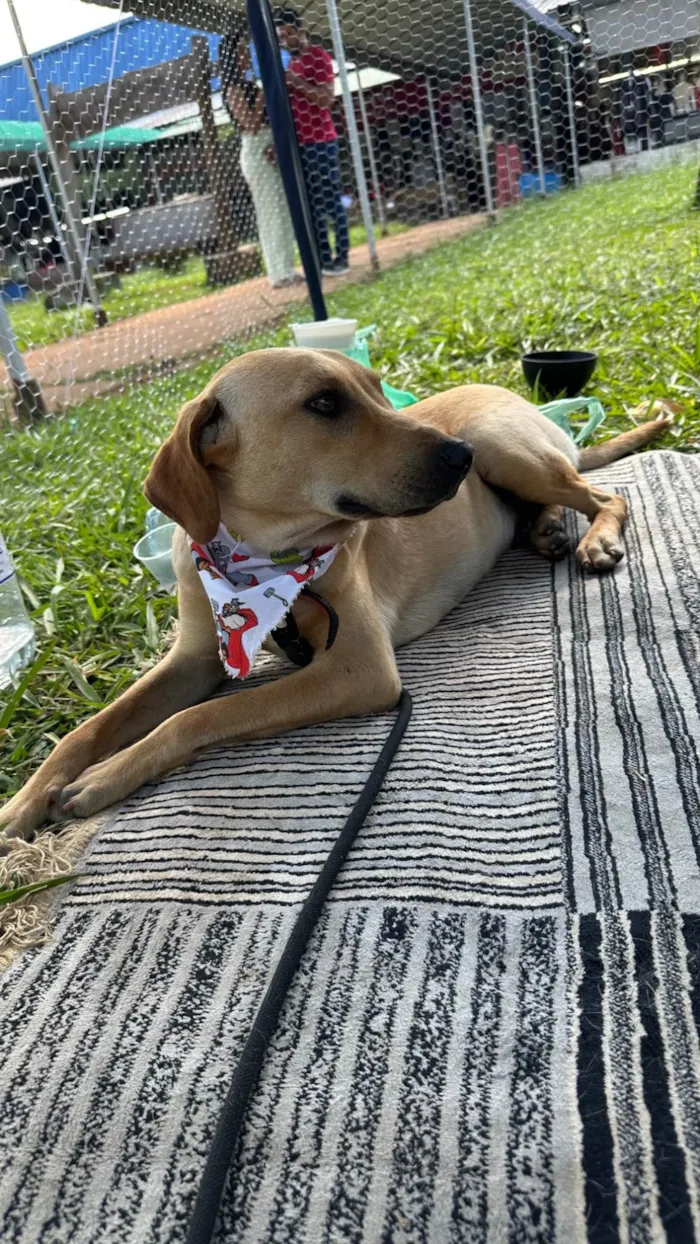 Cachorro ra a SRD-ViraLata idade 1 ano nome Caramelo