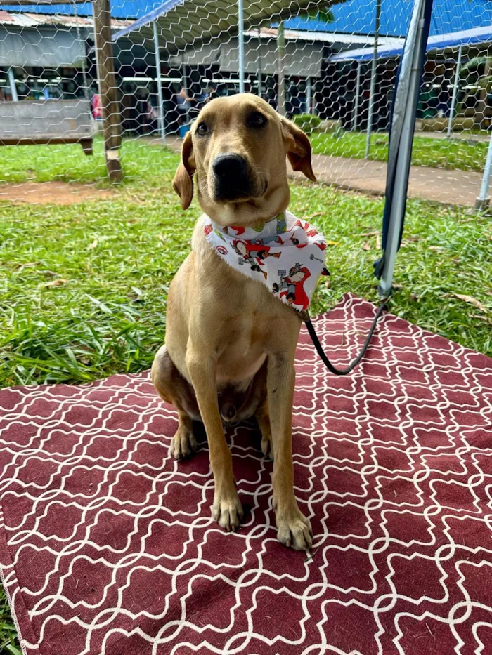 Cachorro ra a SRD-ViraLata idade 1 ano nome Caramelo