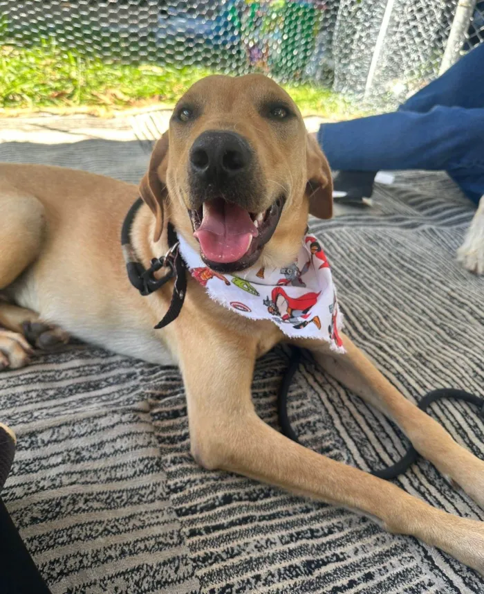 Cachorro ra a SRD-ViraLata idade 1 ano nome Caramelo