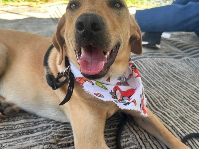 Cachorro ra a SRD-ViraLata idade 1 ano nome Caramelo