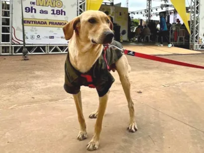 Cachorro raça SRD-ViraLata idade 1 ano nome Caramelo