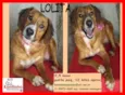 Lolita