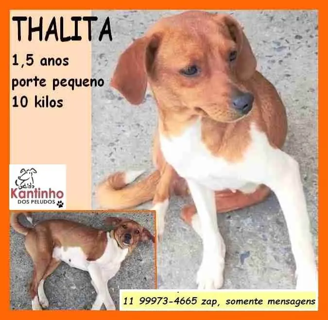 Cachorro ra a SRD-ViraLata idade 1 ano nome Thalita