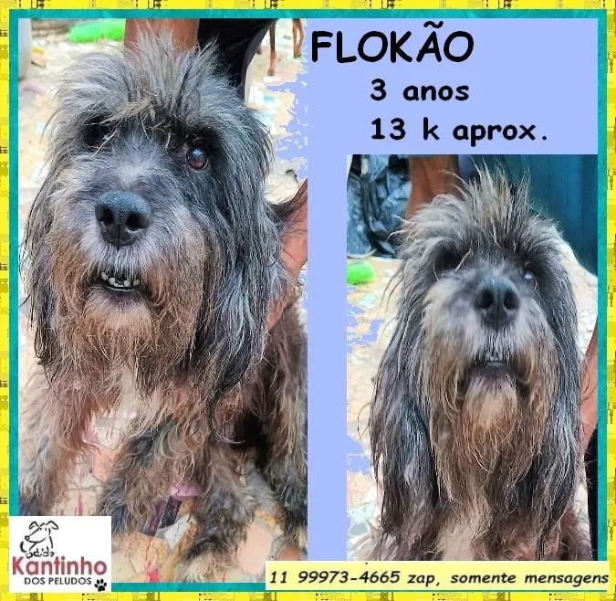Cachorro ra a SRD-ViraLata idade 3 anos nome Flokão