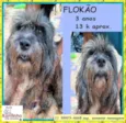 Flokão