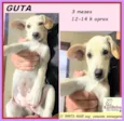 Guta