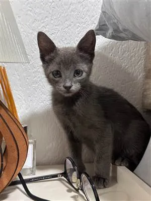 Gato raça SRD-ViraLata idade 2 a 6 meses nome Marrone