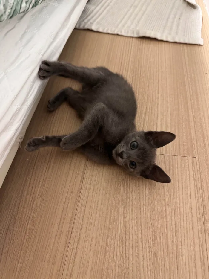 Gato ra a SRD-ViraLata idade 2 a 6 meses nome Marrone