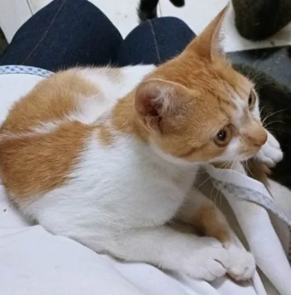 Gato raça SRD-ViraLata idade 2 a 6 meses nome LINO LARANJA