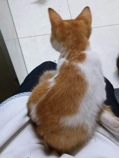 Gato ra a SRD-ViraLata idade 2 a 6 meses nome LINO LARANJA