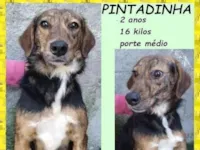 Cachorro raça SRD-ViraLata idade 2 anos nome Pintadinha