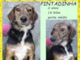 Pintadinha