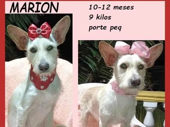 Cachorro ra a SRD-ViraLata idade 7 a 11 meses nome Marion