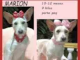 Marion