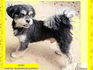 Cachorro raça SRD-ViraLata idade 2 anos nome Chiquinho