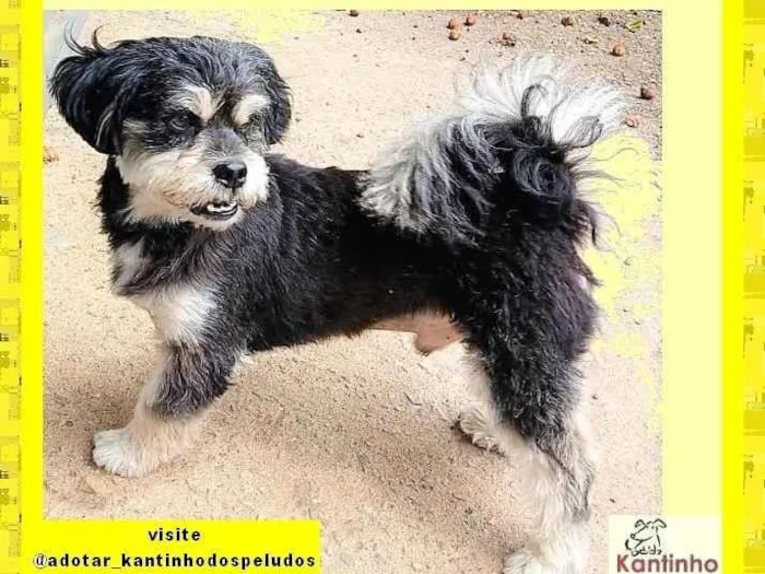 Cachorro ra a SRD-ViraLata idade 2 anos nome Chiquinho