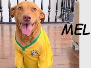Cachorro raça Pit-Bull idade 5 anos nome Mel