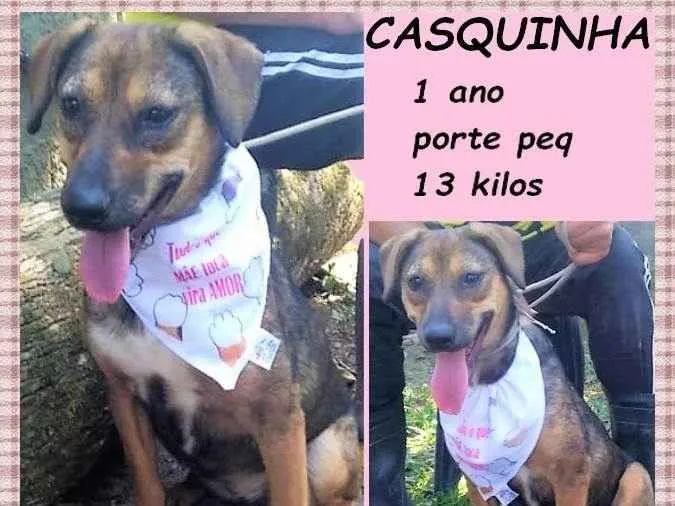 Cachorro ra a SRD-ViraLata idade 1 ano nome Casquinha