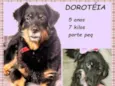 Dorotéia