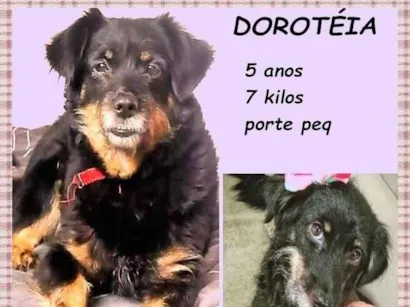 Cachorro raça SRD-ViraLata idade 5 anos nome Dorotéia