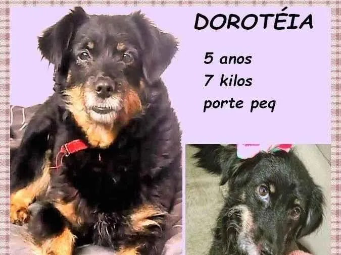 Cachorro ra a SRD-ViraLata idade 5 anos nome Dorotéia