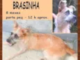Brasinha