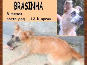 Cachorro raça SRD-ViraLata idade 7 a 11 meses nome Brasinha
