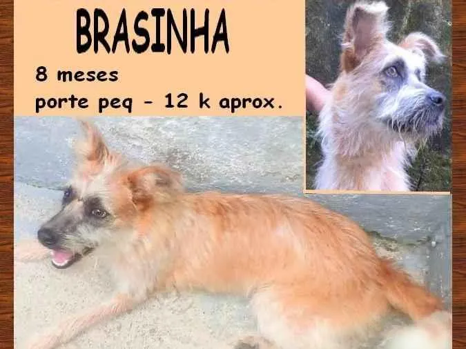 Cachorro ra a SRD-ViraLata idade 7 a 11 meses nome Brasinha