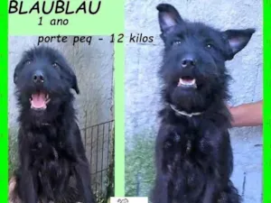 Cachorro raça SRD-ViraLata idade 1 ano nome BlauBlau