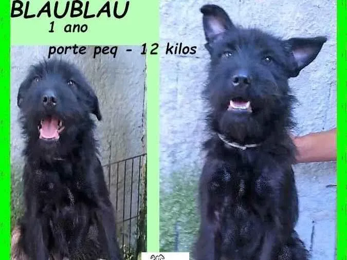 Cachorro ra a SRD-ViraLata idade 1 ano nome BlauBlau
