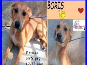 Cachorro raça SRD-ViraLata idade 7 a 11 meses nome Boris