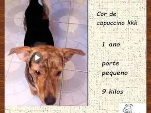 Cachorro raça SRD-ViraLata idade 1 ano nome Binho