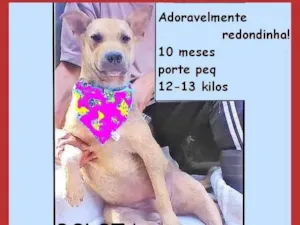 Cachorro raça SRD-ViraLata idade 7 a 11 meses nome Bolota