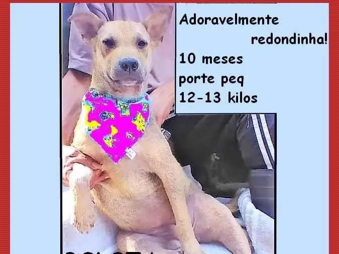 Cachorro ra a SRD-ViraLata idade 7 a 11 meses nome Bolota