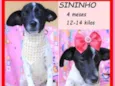 Sininho