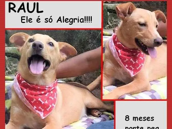 Cachorro ra a SRD-ViraLata idade 7 a 11 meses nome Raul