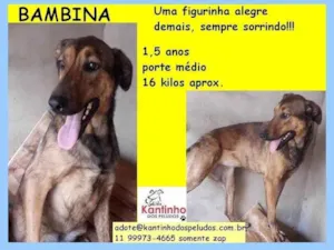 Cachorro raça SRD-ViraLata idade 1 ano nome Bambina