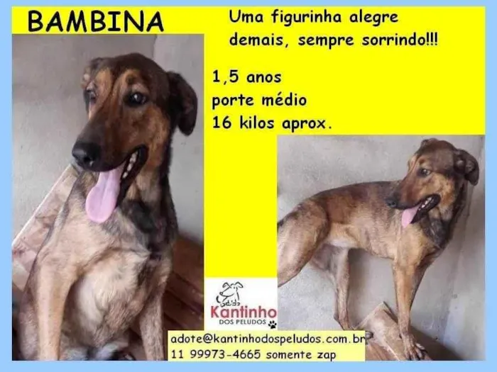 Cachorro ra a SRD-ViraLata idade 1 ano nome Bambina
