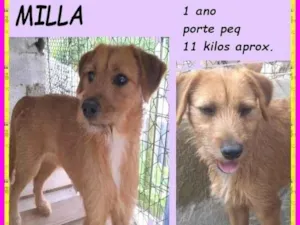 Cachorro raça SRD-ViraLata idade 1 ano nome Milla