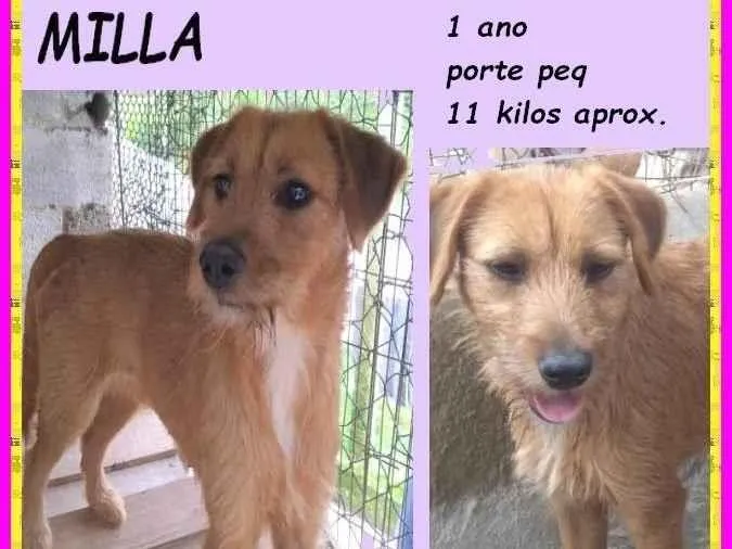 Cachorro ra a SRD-ViraLata idade 1 ano nome Milla