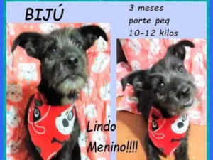 Cachorro raça SRD-ViraLata idade 2 a 6 meses nome Bijú
