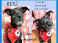Bijú